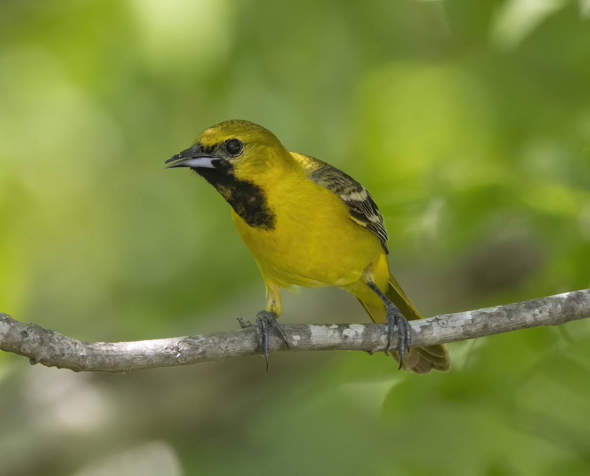 Orchard Oriole - ML618393558
