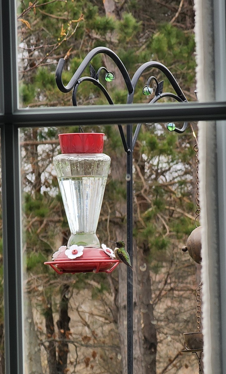 Ruby-throated Hummingbird - ML618393559