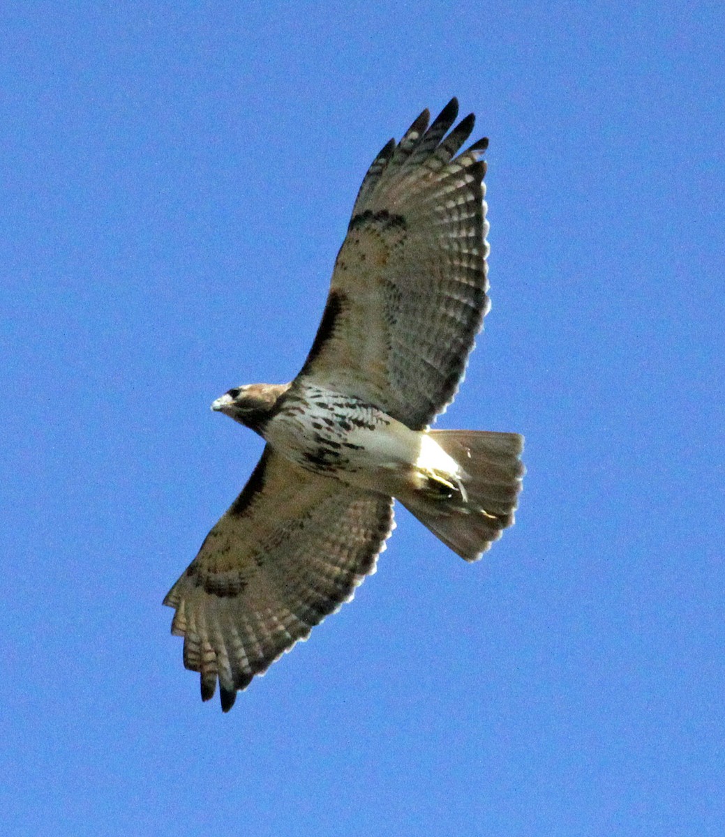 Red-tailed Hawk - ML618393587