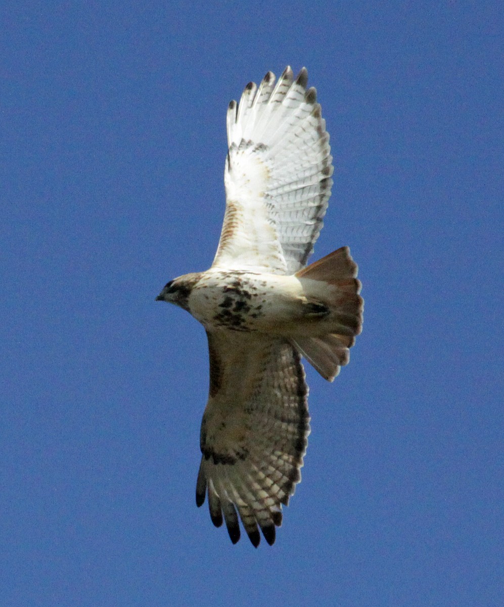 Red-tailed Hawk - ML618393590