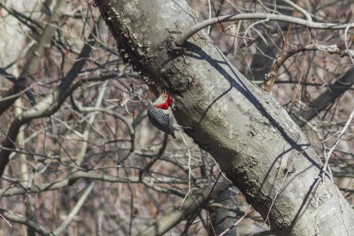 Red-bellied Woodpecker - ML618393595