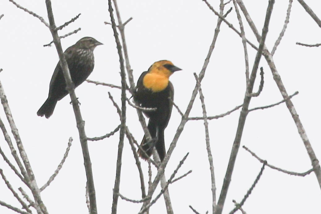 Yellow-headed Blackbird - ML618393624