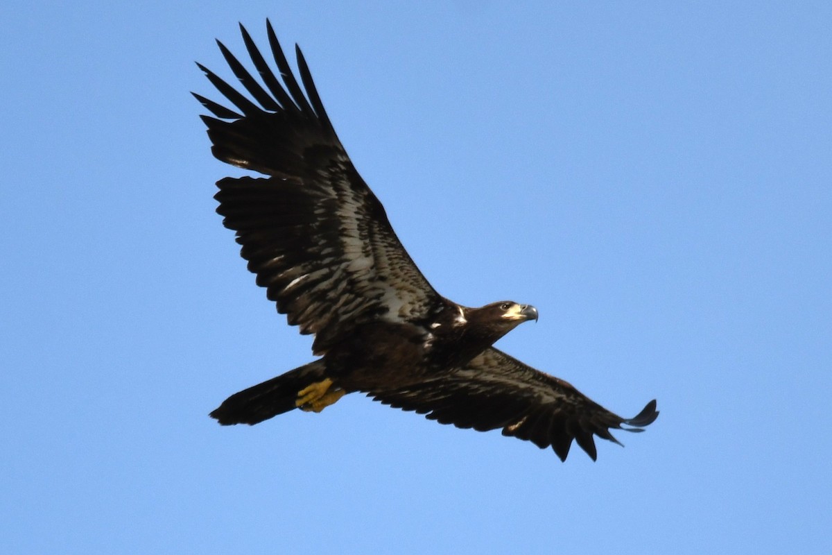 Bald Eagle - Robin P
