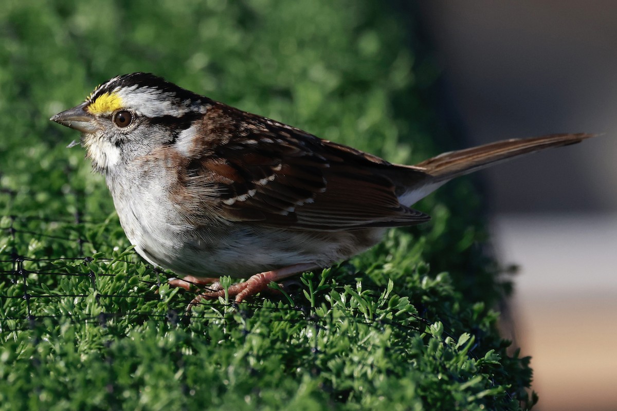 White-throated Sparrow - ML618393712