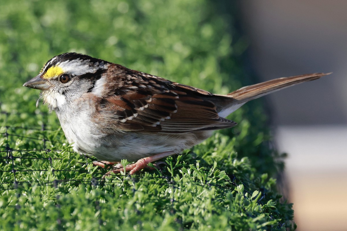 White-throated Sparrow - ML618393713