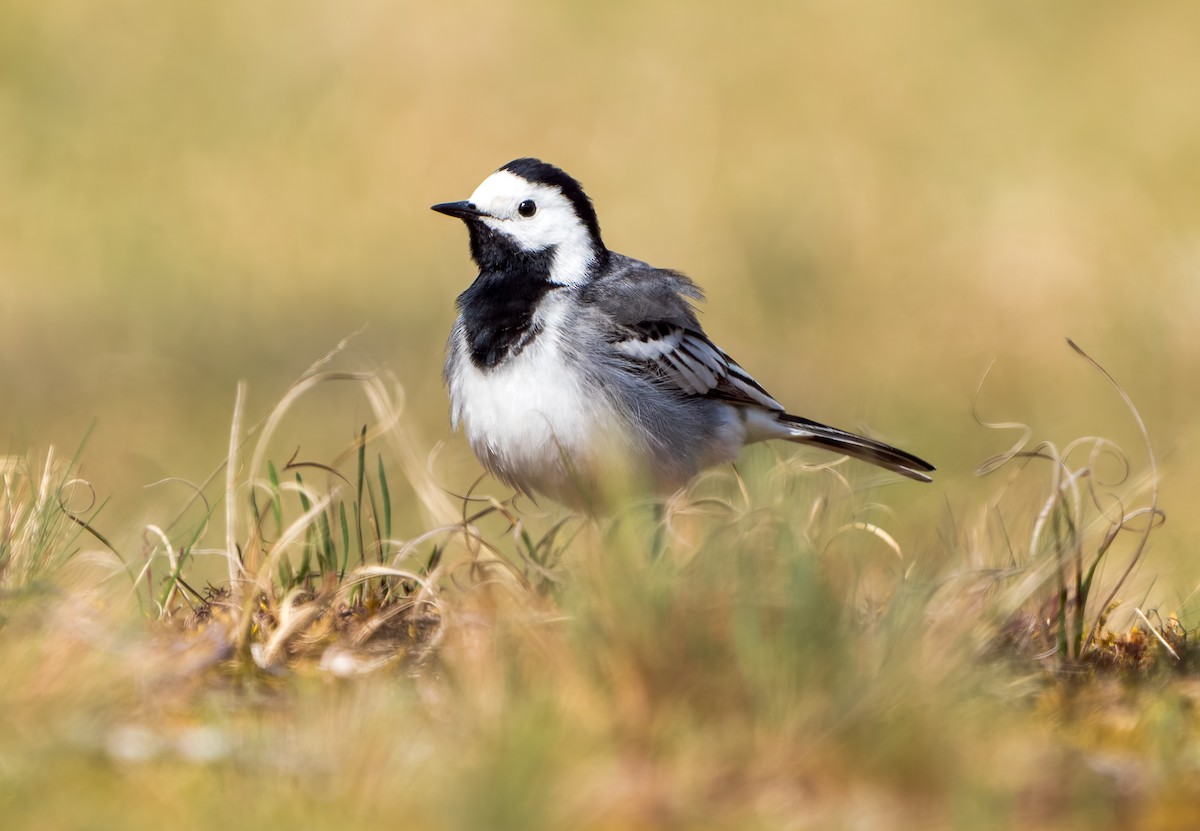 White Wagtail (White-faced) - ML618393725