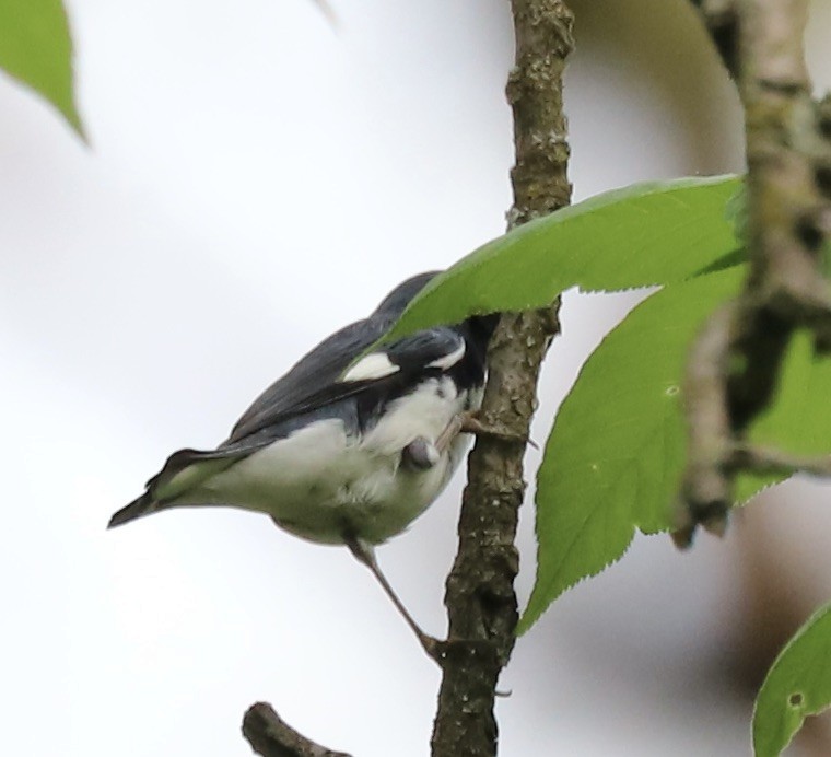 Black-throated Blue Warbler - Lenore Charnigo