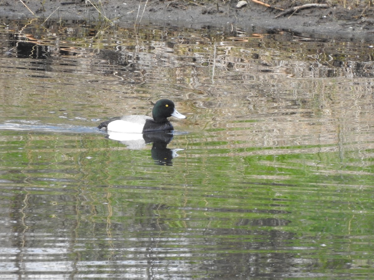 Greater Scaup - ML618393755