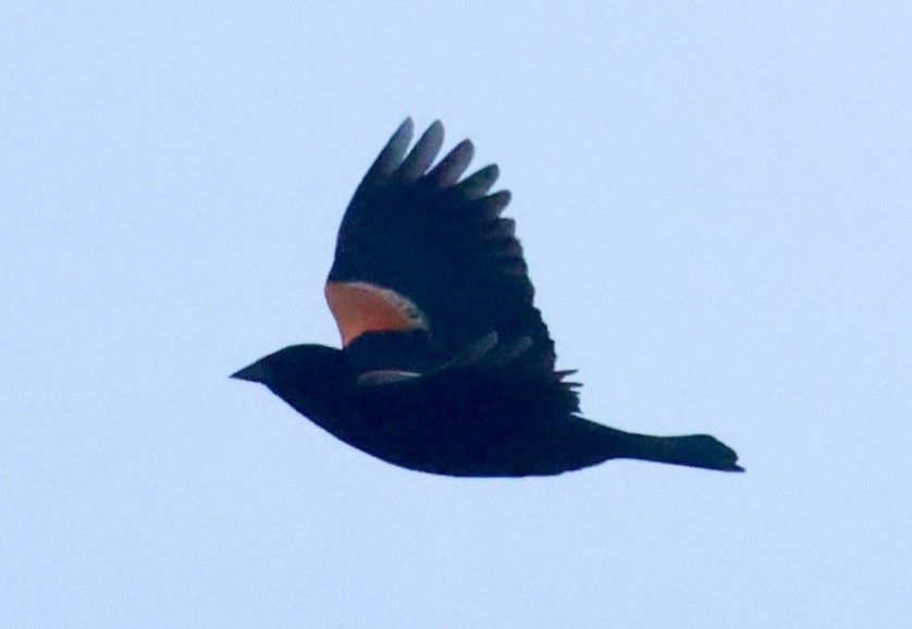 Red-winged Blackbird - ML618393756