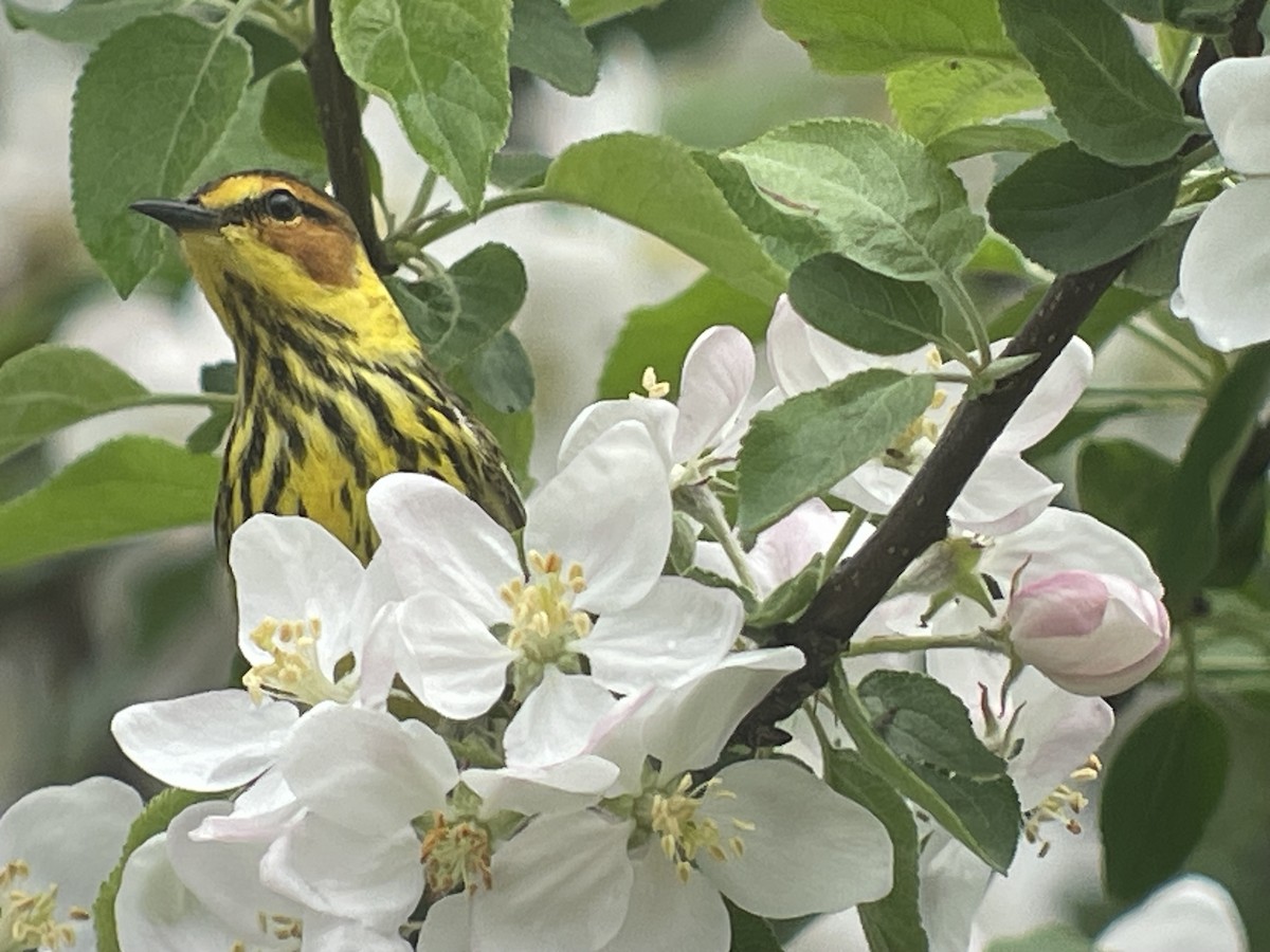 Cape May Warbler - ML618393793