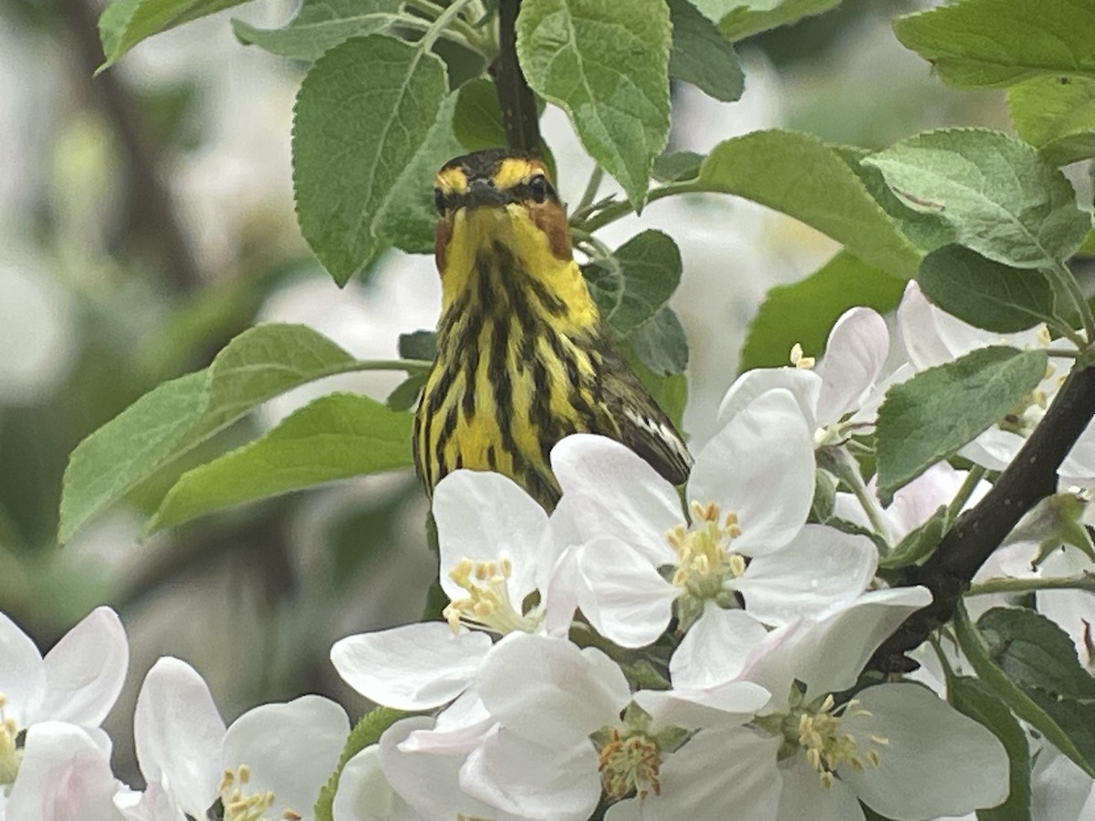 Cape May Warbler - ML618393810