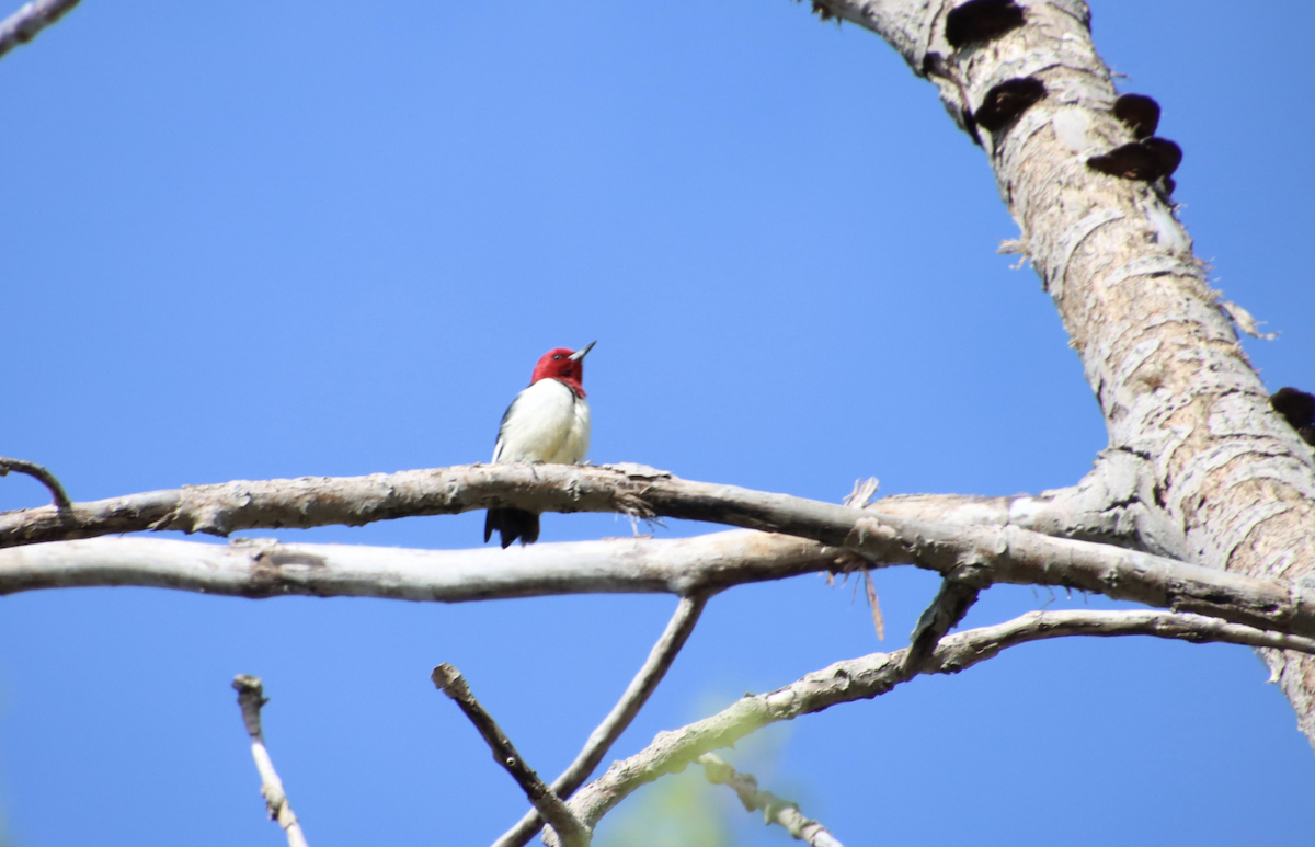 Red-headed Woodpecker - Ryan Ryan