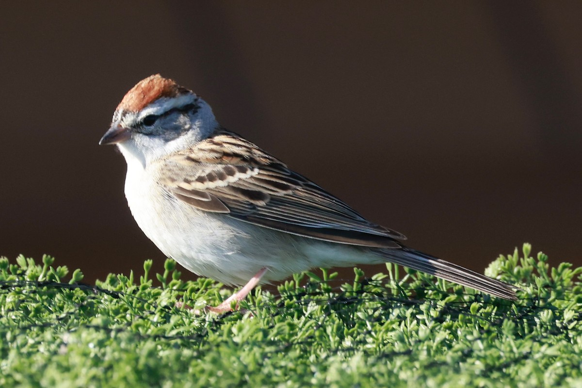 Chipping Sparrow - ML618393870