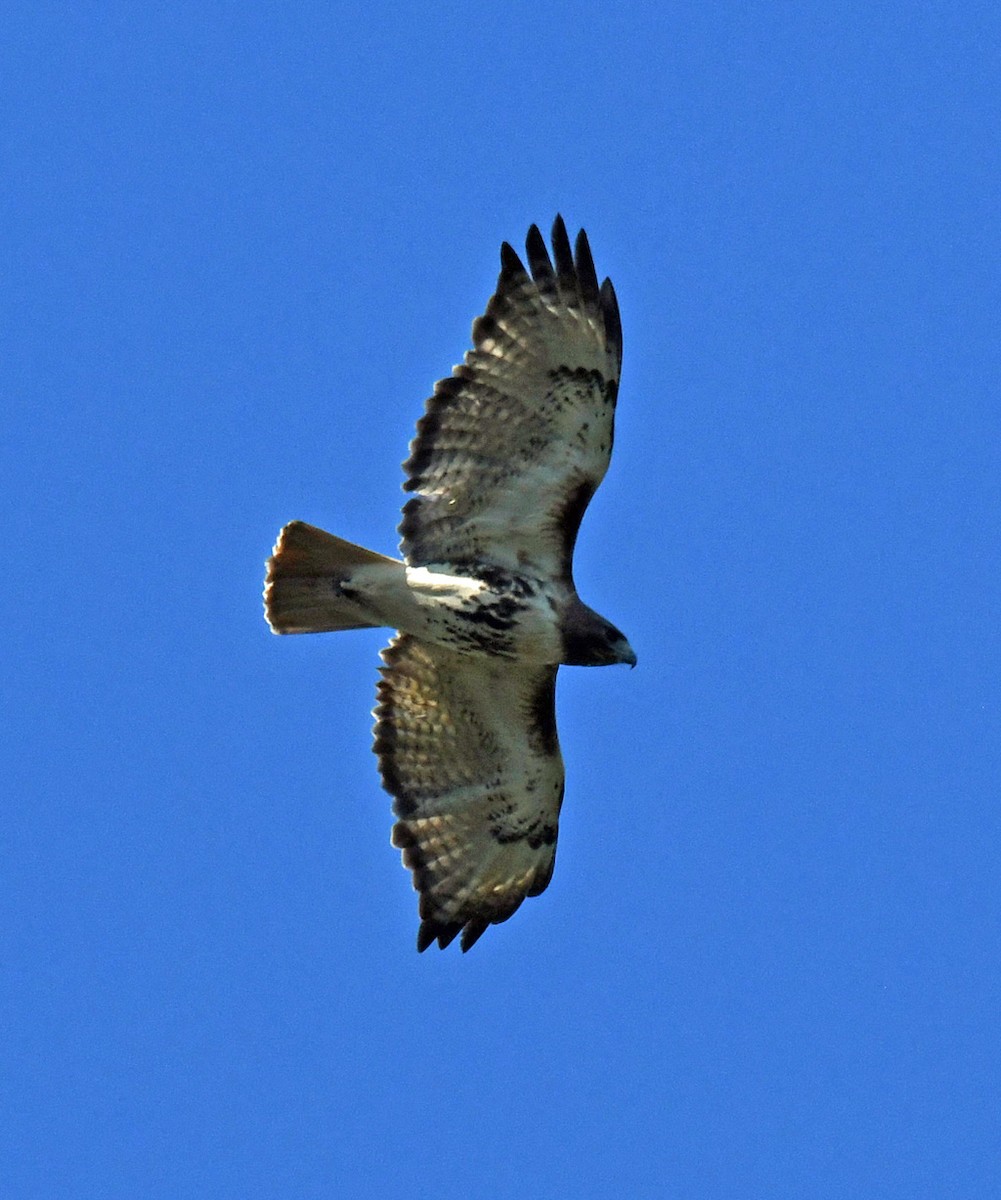 Red-tailed Hawk - ML618393875