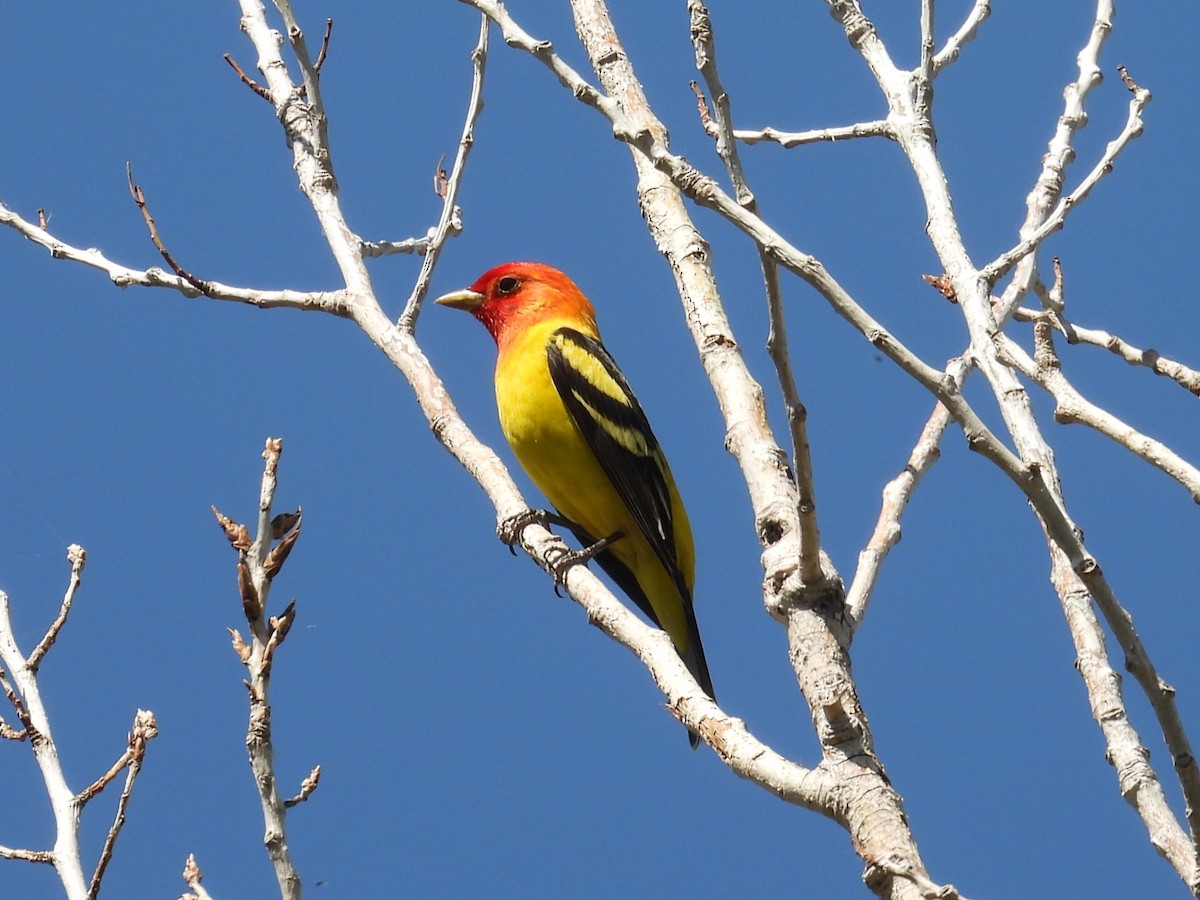 Western Tanager - ML618393876