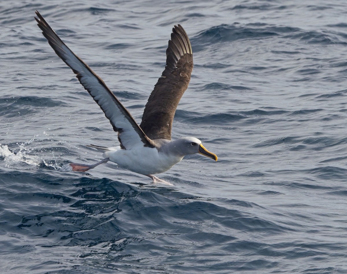 Buller's Albatross - ML618393898