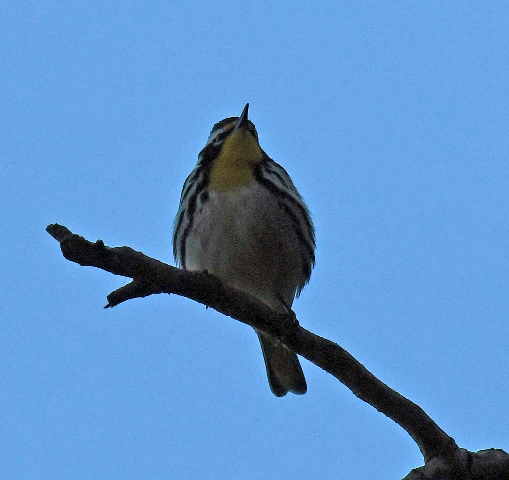 Yellow-throated Warbler - Giff Beaton