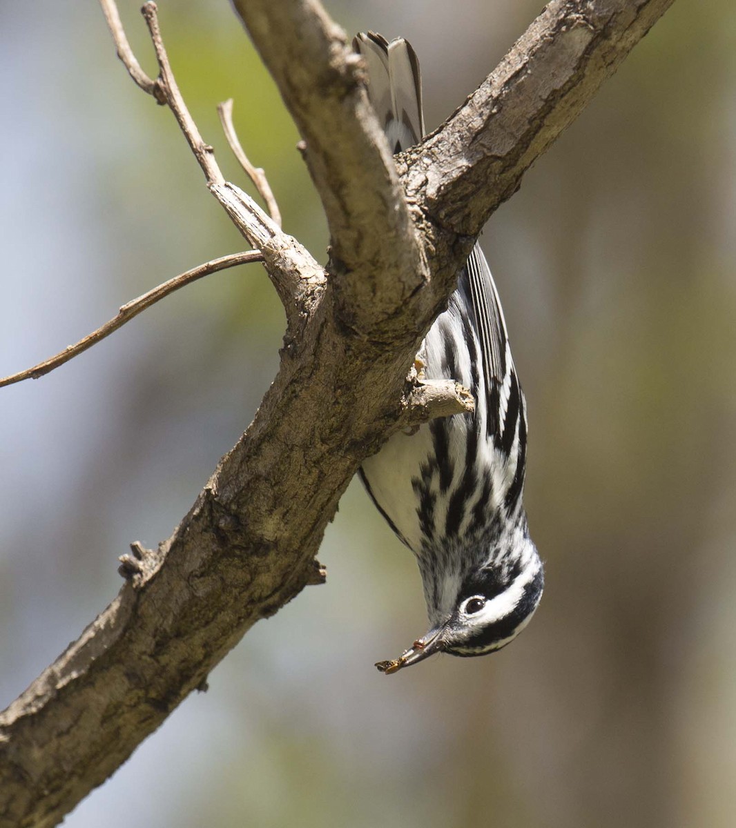 Black-and-white Warbler - ML618393902