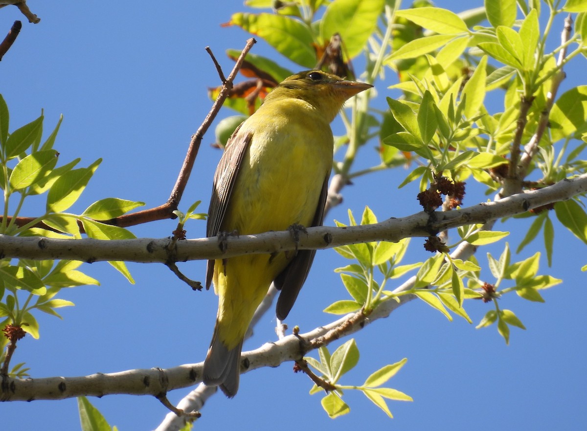 Western Tanager - ML618393924