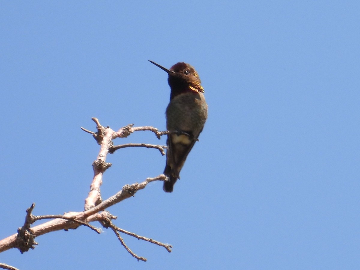 Anna's Hummingbird - ML618393946