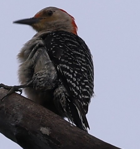 Red-bellied Woodpecker - ML618393970