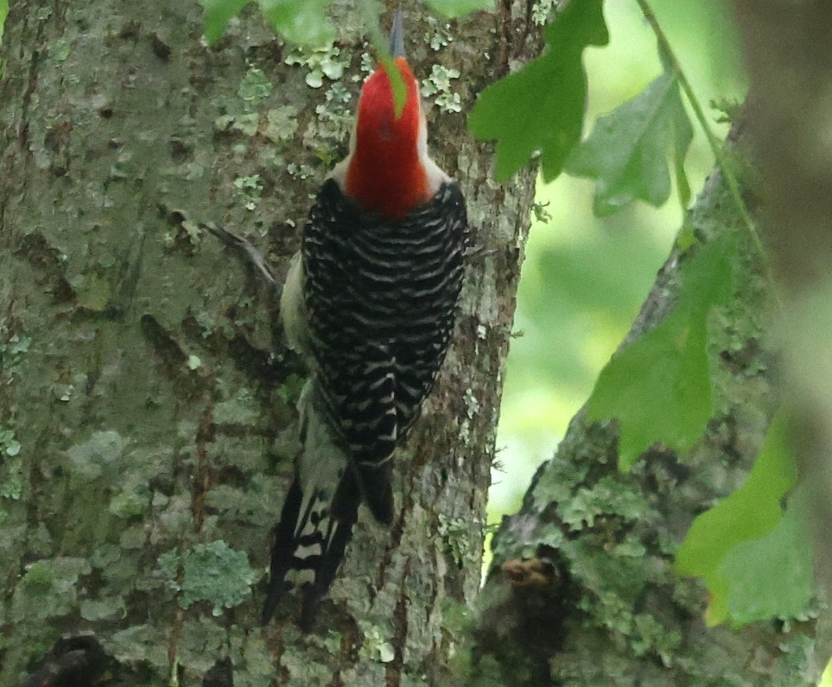 Red-bellied Woodpecker - Duane Yarbrough