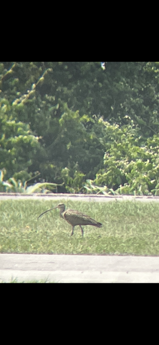 Long-billed Curlew - ML618393982