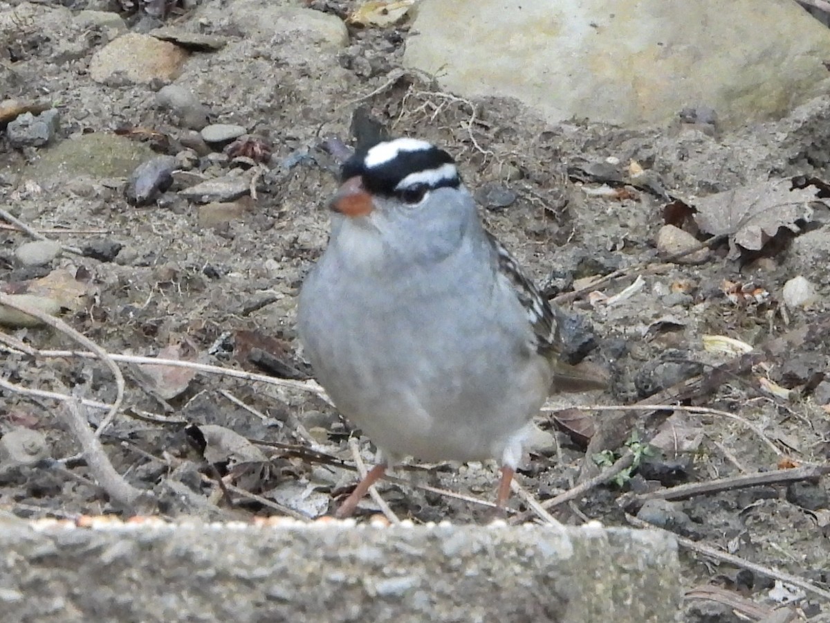 White-crowned Sparrow - ML618394001