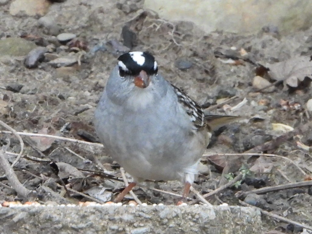 White-crowned Sparrow - ML618394003