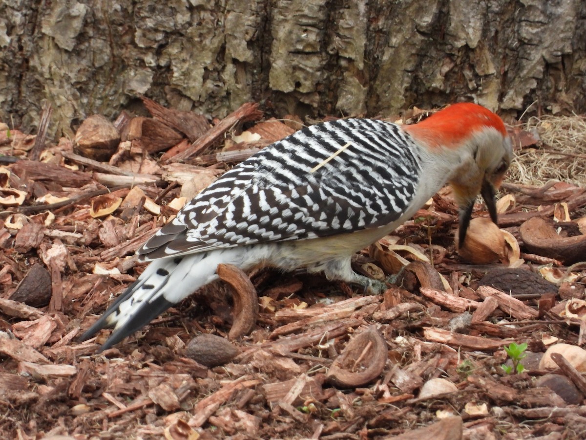 Red-bellied Woodpecker - Christina G