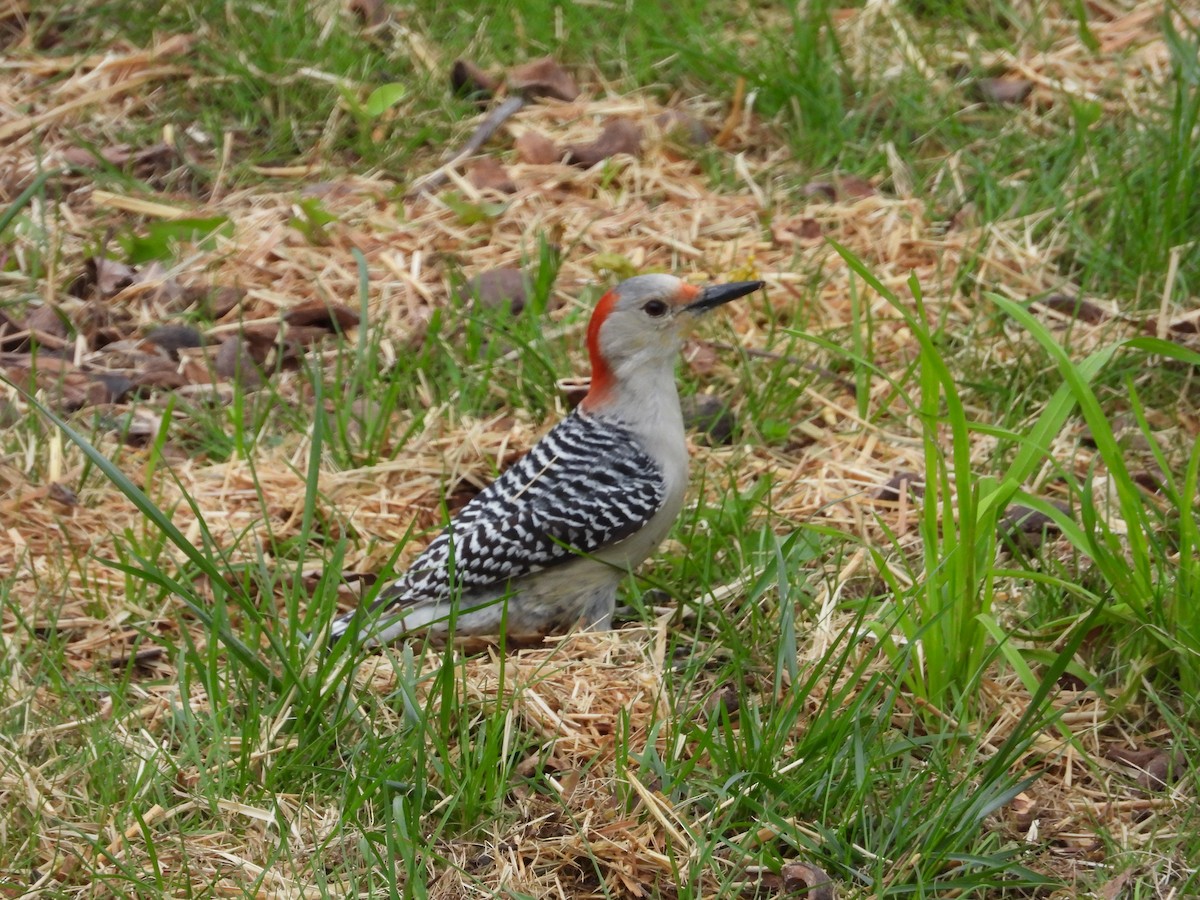 Red-bellied Woodpecker - ML618394012
