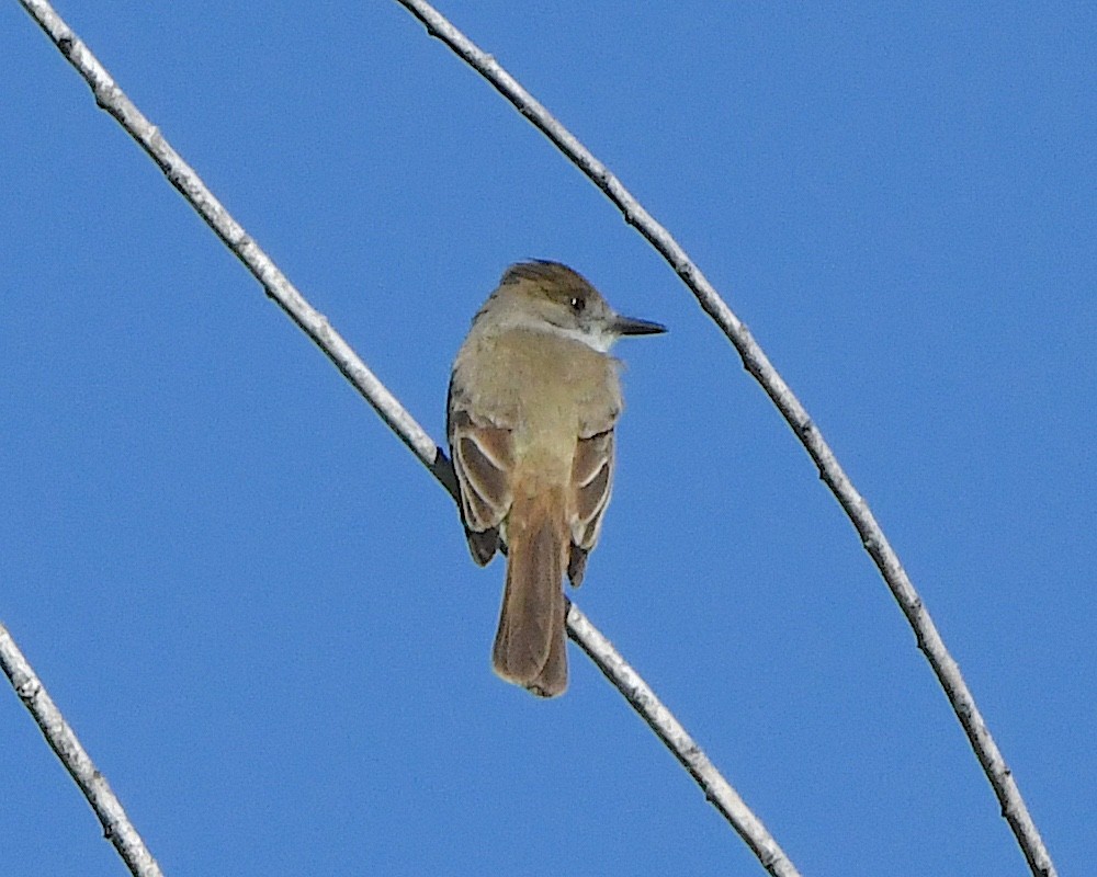 Dusky-capped Flycatcher - Ted Wolff