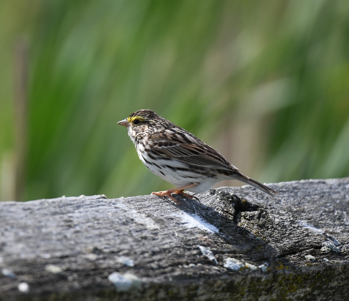 Savannah Sparrow - ML618394063