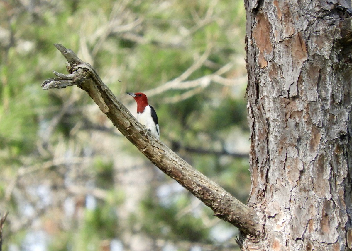 Red-headed Woodpecker - Anne Turner