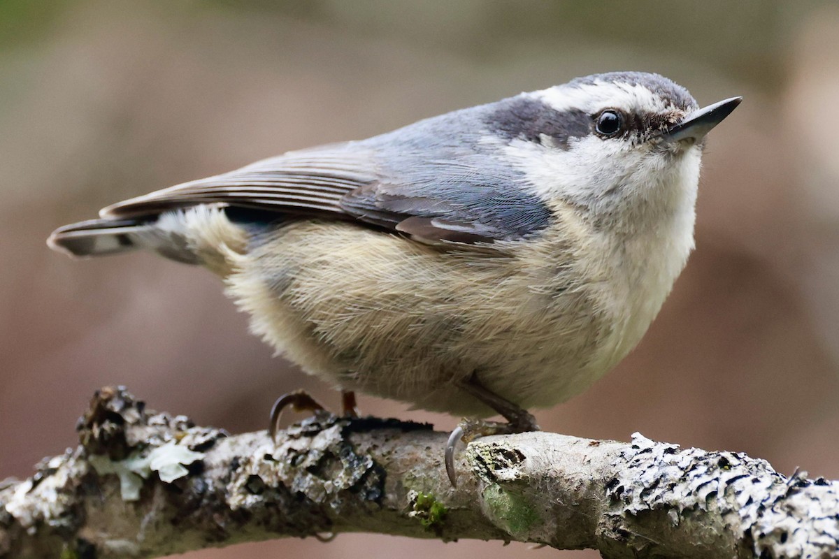 Red-breasted Nuthatch - ML618394094