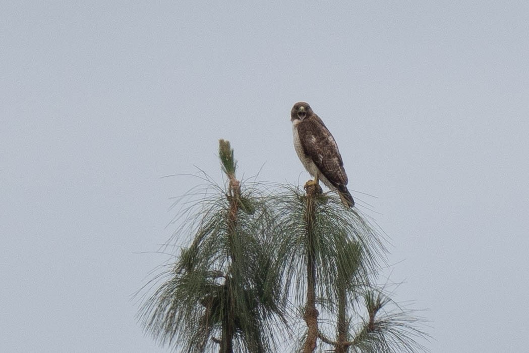 Red-tailed Hawk - ML618394105