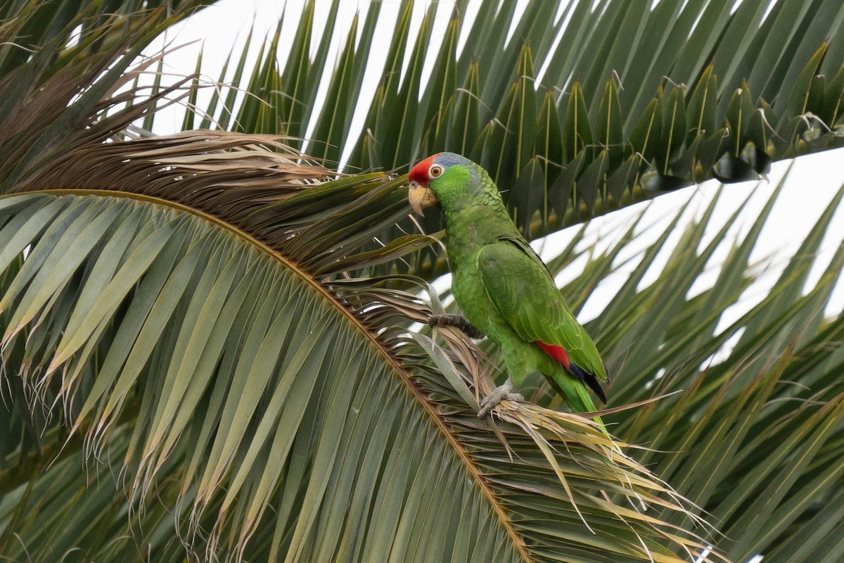 Red-crowned Parrot - Thomas Van Huss