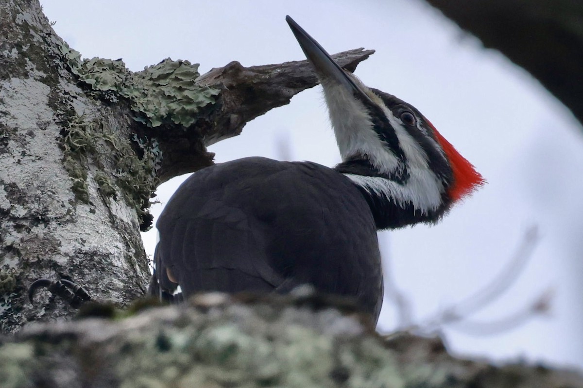 Pileated Woodpecker - ML618394133