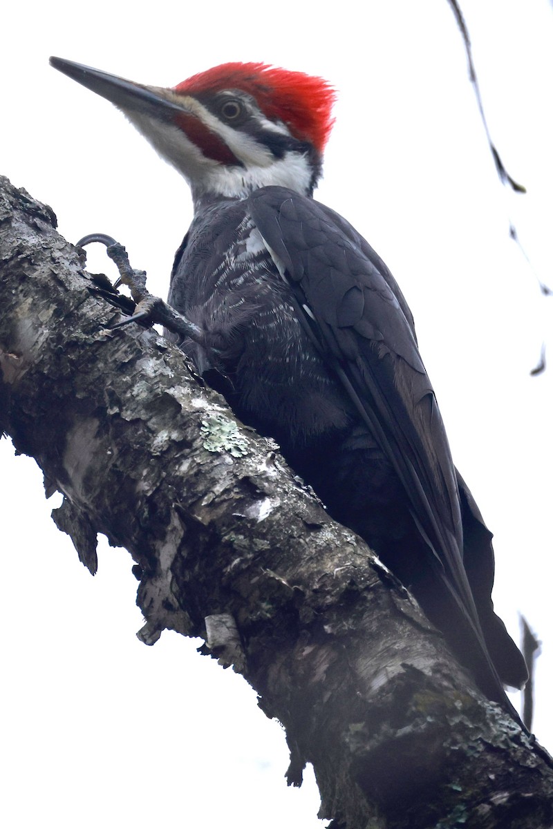 Pileated Woodpecker - ML618394134