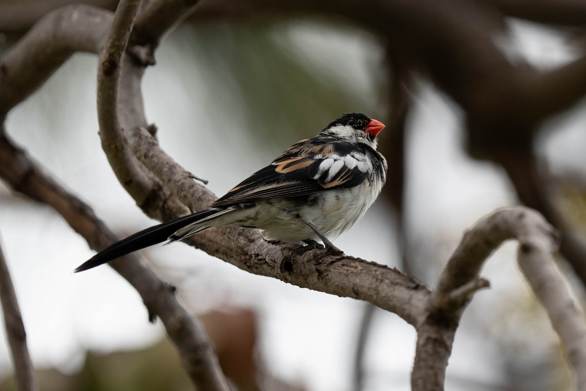 Pin-tailed Whydah - ML618394145