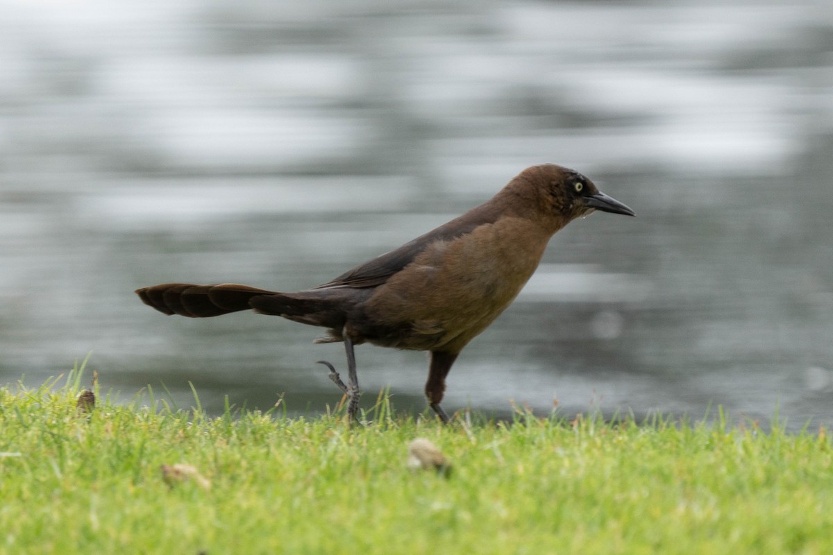 Great-tailed Grackle - ML618394157