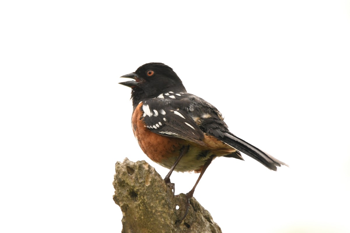 Spotted Towhee - ML618394229
