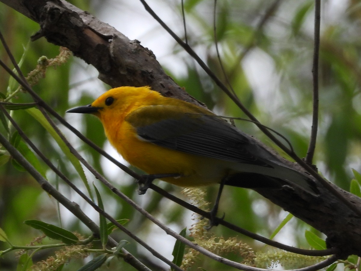 Prothonotary Warbler - ML618394297