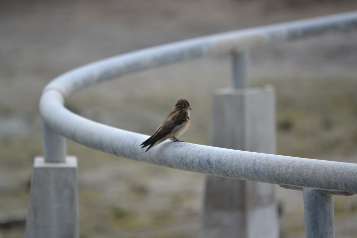 Northern Rough-winged Swallow - ML618394345