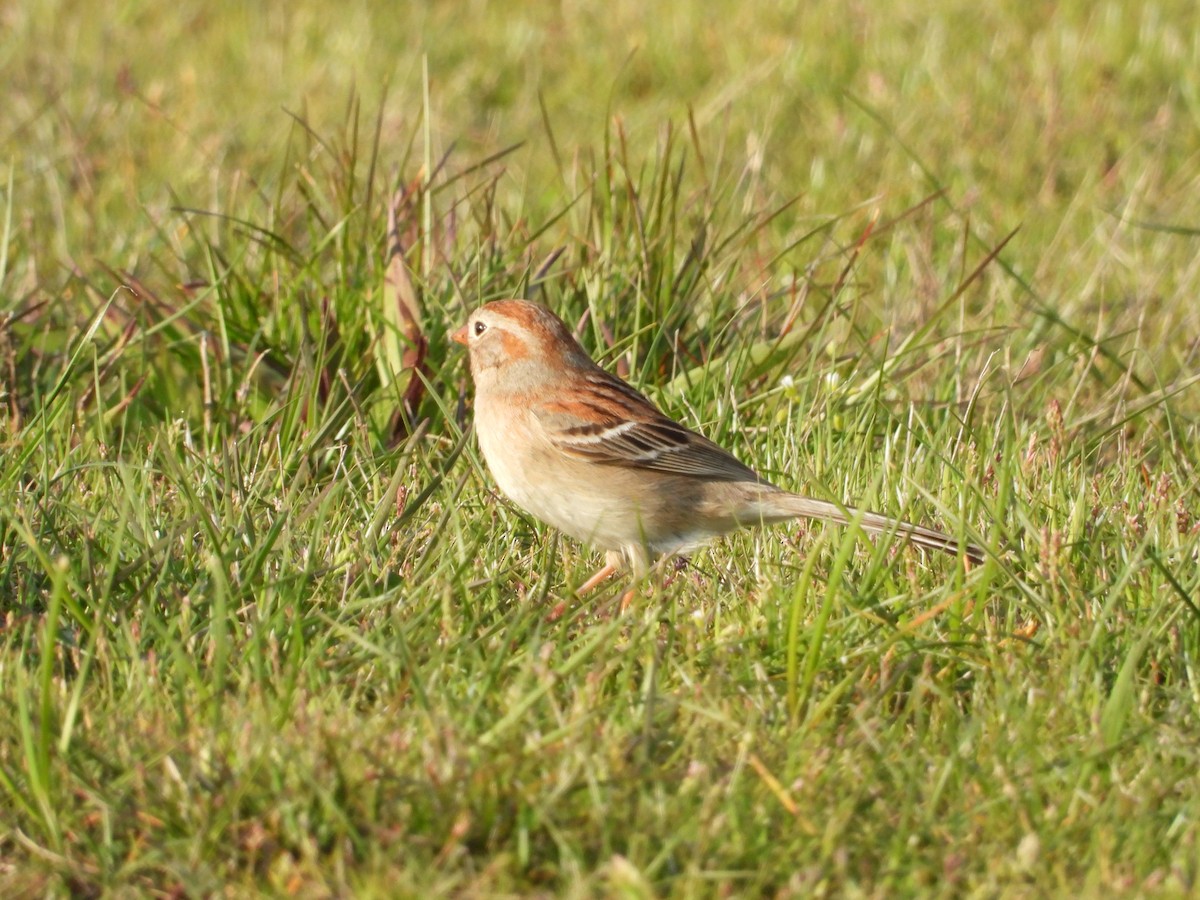 Field Sparrow - ML618394356