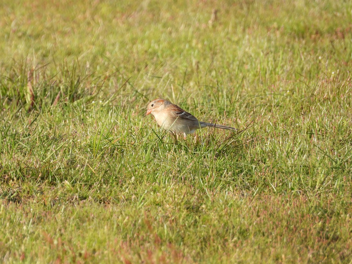 Field Sparrow - ML618394362