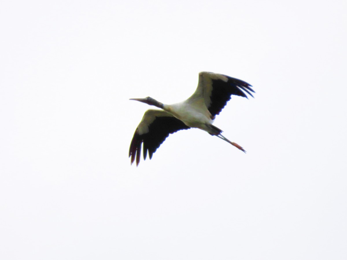 Wood Stork - ML618394416