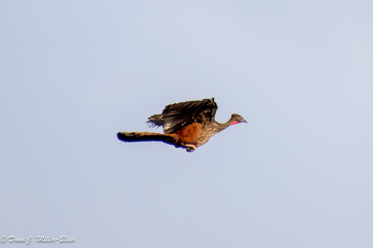 Crested Guan - ML618394418