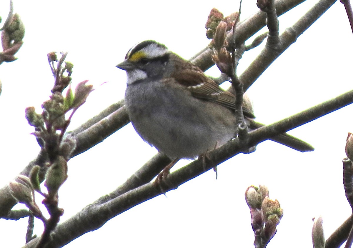 White-throated Sparrow - ML618394420