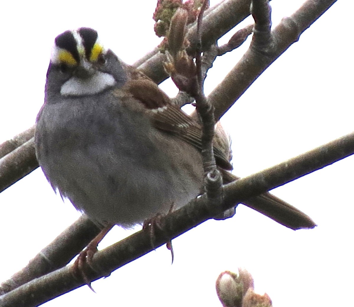 White-throated Sparrow - ML618394427